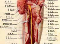 解剖圖