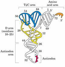 tRNA的三級結構為倒L形