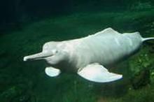 淡水海豚