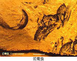 澄江古生物化石群