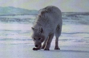 格陵蘭狼