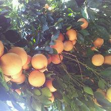 葡萄柚種植基地