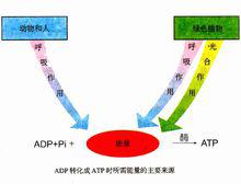 ADP轉化為ATP是所需要的能量的主要來源