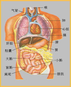 人體器官