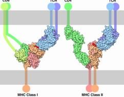 CD8+T細胞和MHC class I以及CD4+T細胞和MHC class II在分子層次的結合