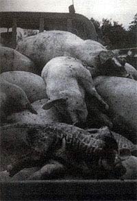 因博帕爾農藥廠毒氣泄漏而斃命的牲畜