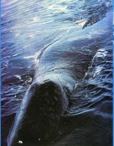 弓頭鯨