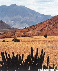 墨西哥高原