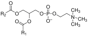 磷脂醯膽鹼