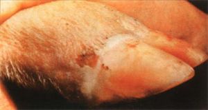 病豬的蹄冠處有水泡性疹