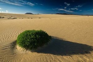 西班牙加納利群島的富特文圖拉島，一株鬱鬱蔥蔥的綠色植物在沙漠中茁壯成長。富特文圖拉島地勢較低，很難享受到降雨。
