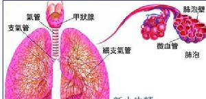 （圖）肺泡