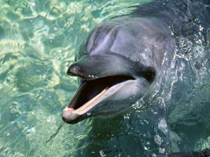 韶關海豚水上世界