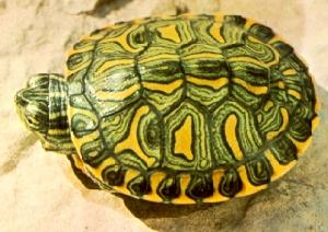 斑彩龜