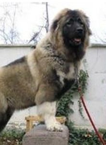 俄羅斯牧羊犬