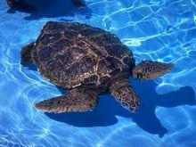 爬行類卵生動物——海龜
