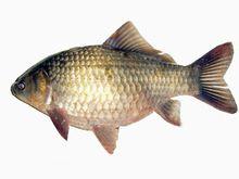 魚類卵生動物——鯽魚