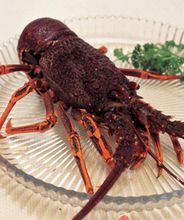特克斯和凱科斯群島漁業產品——龍蝦