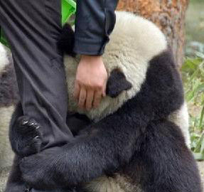 熊貓年