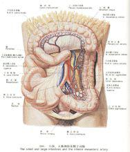 小腸、大腸圖結構圖