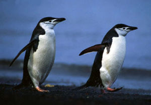 南極企鵝（紋頰企鵝）Pygoscelis antarctica