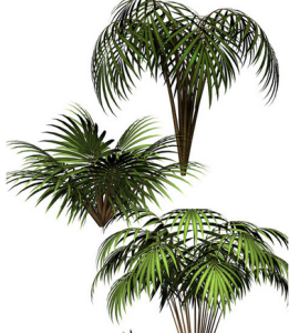 熱帶植物