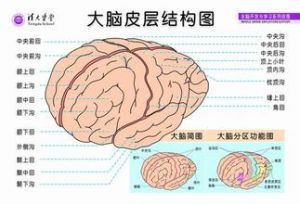大腦皮層結構圖