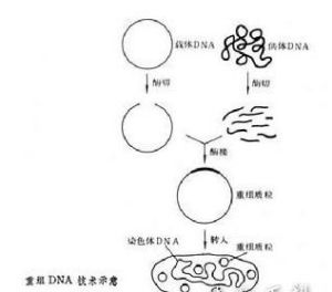 DNA重組技術