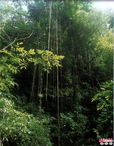 亞熱帶雨林