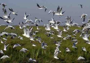 吉林莫莫格國家級自然保護區有3種鶴在這裡繁殖（丹頂鶴、白枕鶴、蓑羽鶴）。