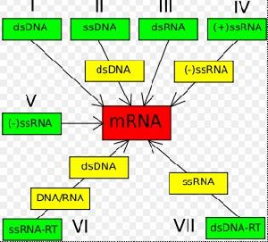 （圖）巴爾的摩分類法是基於病毒mRNA的合成方式
