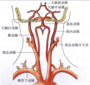 椎基底動脈