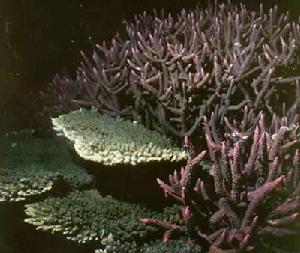 造礁珊瑚對水溫、鹽度、水深和光照條件都有比較嚴格的要求
