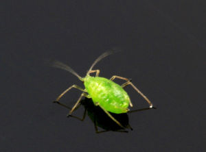 蚜蟲