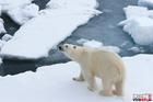 北極群島的北極熊