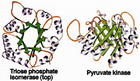 磷酸丙糖異構酶
