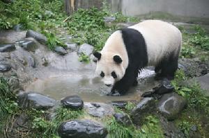 四川臥龍大熊貓自然保護區