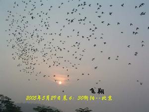 中國信鴿協會競賽規則