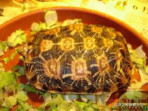餅乾陸龜