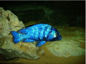 藍寶石魚