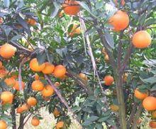 桔紅蜜餞——柑橘