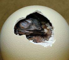 卵生動物出殼