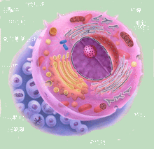 人體細胞