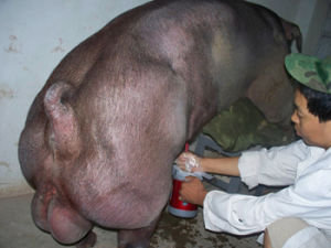 母豬的定期檢查