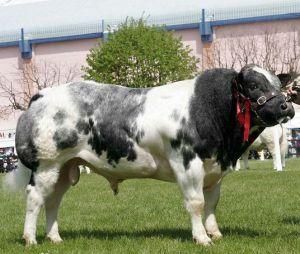 比利時藍牛