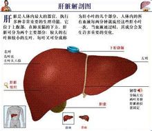肝臟解剖彩圖