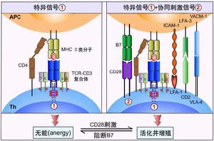 T細胞活化相關信號分子