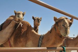 在阿聯西部大區扎耶德城外拍攝的等待出售的駱駝