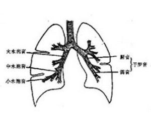 肺泡呼吸音
