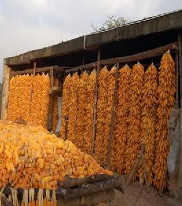 玉米新品種—桂單589
